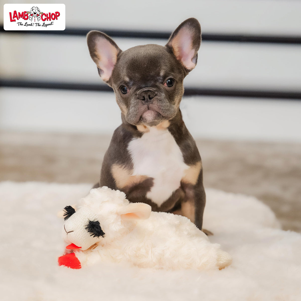 Dog Plush Squeaky Toy D7552