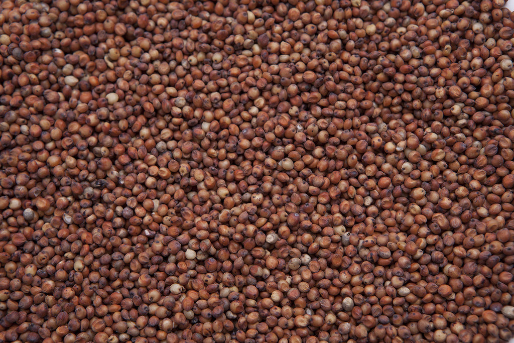 Red Milo Grain Sorghum W646