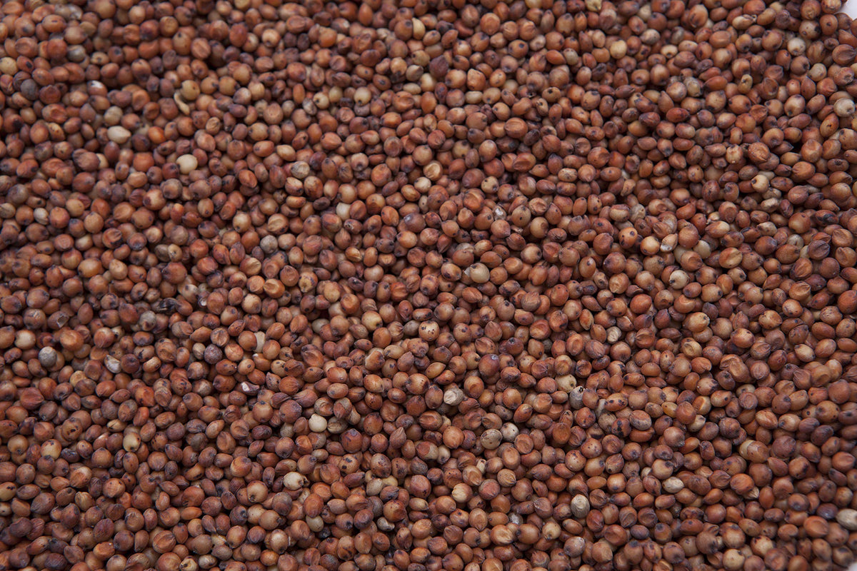 Red Milo Grain Sorghum W646